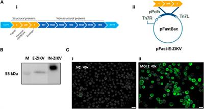 Zika virus-like particles (VLPs) produced in insect cells